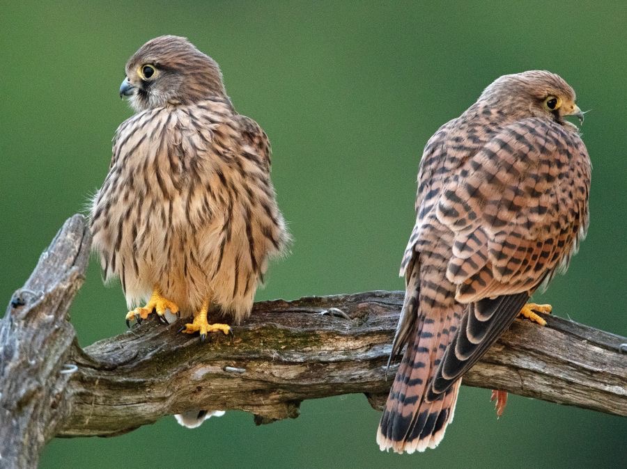 28  KESTREL  Adult Female (right)  with Juvenile.jpg