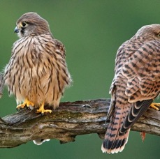 28  KESTREL  Adult Female (right)  with Juvenile.jpg