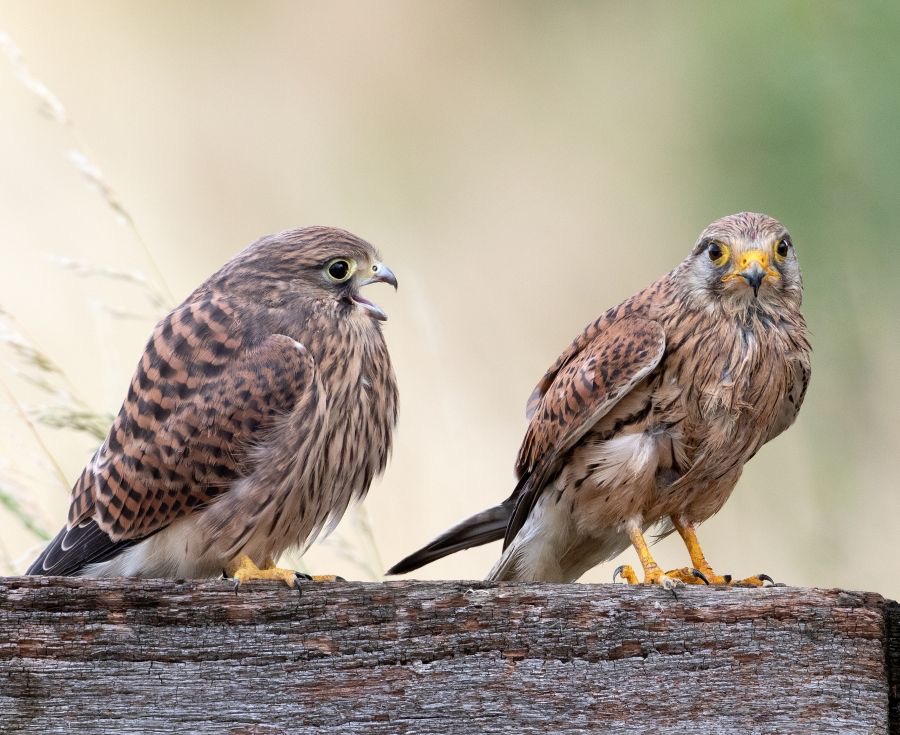 29 KESTREL  Adult  Female  with Juvenile begging for Food.jpg