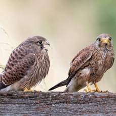 29 KESTREL  Adult  Female  with Juvenile begging for Food.jpg