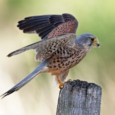 30 KESTREL  Adult Male   about to  Fly.jpg