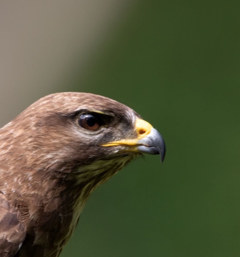 31 BUZZARD  COMMON    portrait.jpg