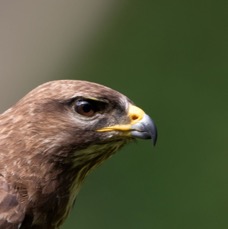 31 BUZZARD  COMMON    portrait.jpg
