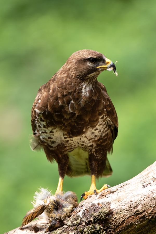 32 BUZZARD  COMMON  eating Thrush.jpg