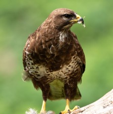 32 BUZZARD  COMMON  eating Thrush.jpg