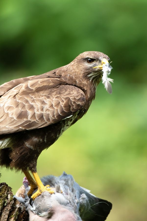 33  BUZZARD COMMON  eating Wood Pigeon.jpg