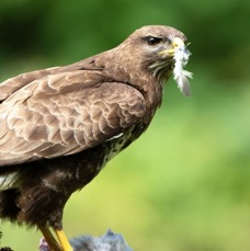 33  BUZZARD COMMON  eating Wood Pigeon.jpg