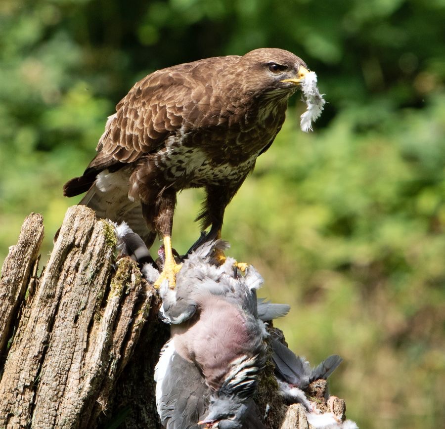 34   BUZZARD  COMMON  scattering feathers.jpg