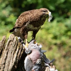 34   BUZZARD  COMMON  scattering feathers.jpg
