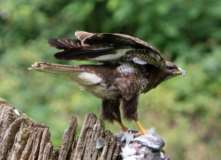 35     BUZZARD. COMMON     feeding.jpg