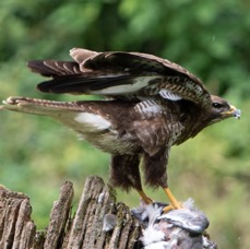 35     BUZZARD. COMMON     feeding.jpg