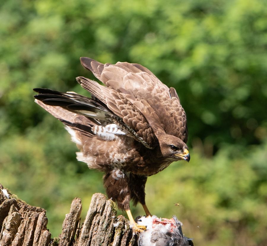 36 BUZZARD...  COMMON    going  to Fly.jpg