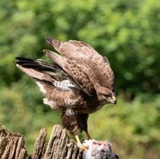 36 BUZZARD...  COMMON    going  to Fly.jpg