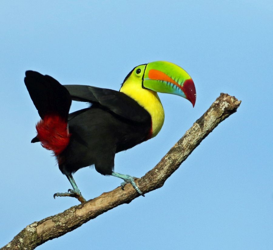 1.  TOUCAN.    KEEL-BILLED   COSTA RICA.jpg