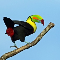 1.  TOUCAN.    KEEL-BILLED   COSTA RICA.jpg