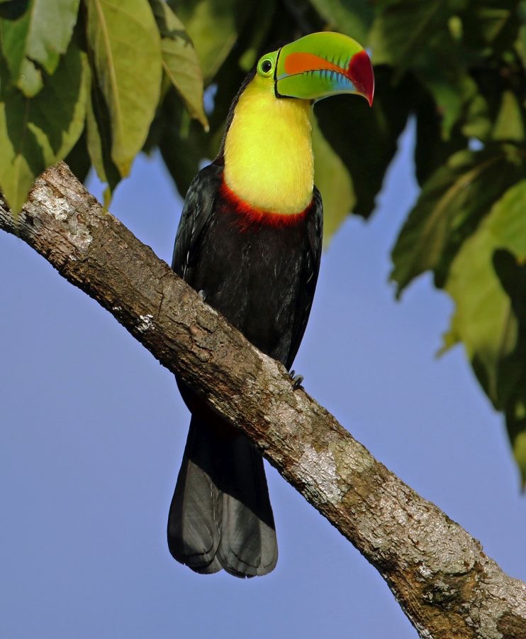 2.  TOUCAN..   KEEL-BILLED    COSTA RICA.jpg