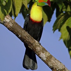 2.  TOUCAN..   KEEL-BILLED    COSTA RICA.jpg