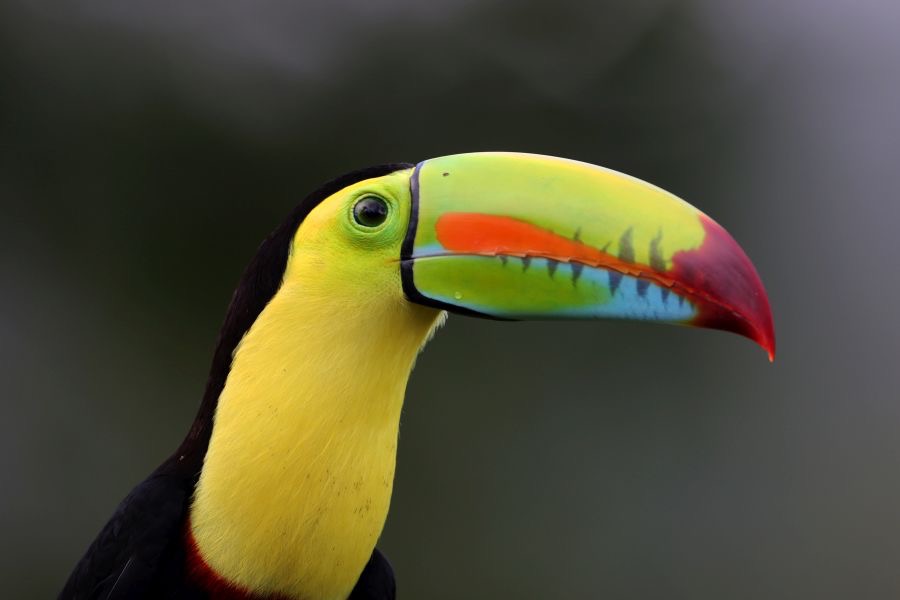 3.  TOUCAN..       KEEL-BILLED  COSTA RICA.jpg