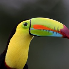 3.  TOUCAN..       KEEL-BILLED  COSTA RICA.jpg