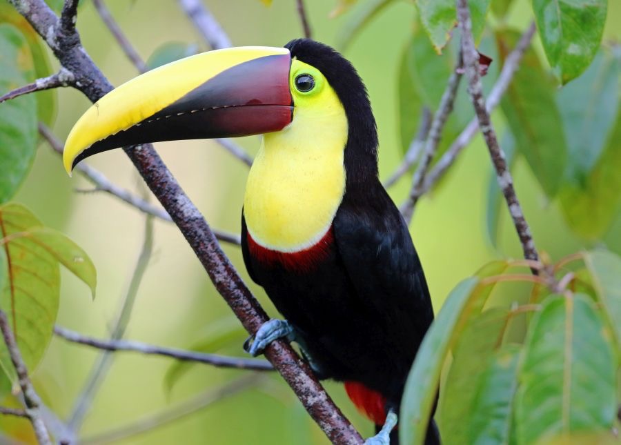4.  TOUCAN.            CHESTNUT..  MANDIBLED.  COSTA RICA.jpg