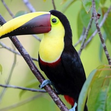 4.  TOUCAN.            CHESTNUT..  MANDIBLED.  COSTA RICA.jpg