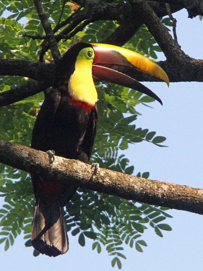 5.  TOUCAN CHESTNUT MANDIBLED  COSTA RICA.JPG