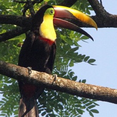 5.  TOUCAN CHESTNUT MANDIBLED  COSTA RICA.JPG