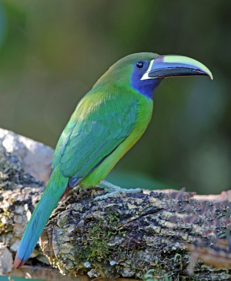 6.  TOUCANET..   EMERALD    COSTA RICA.jpg