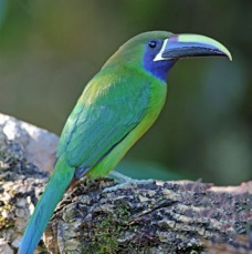 6.  TOUCANET..   EMERALD    COSTA RICA.jpg