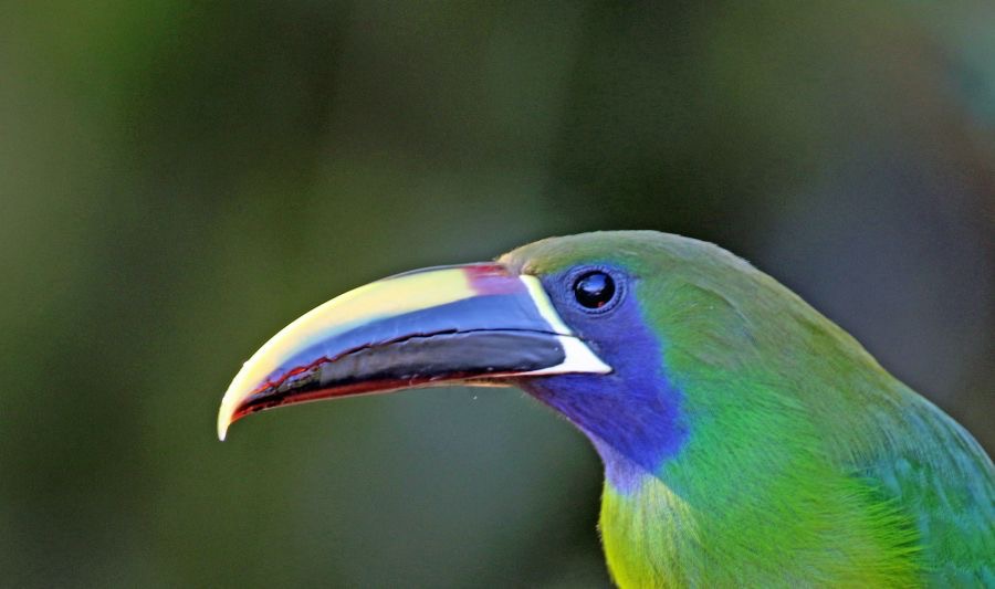 7.  TOUCANET.    EMERALD    headshot     COSTA RICA.jpg