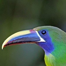 7.  TOUCANET.    EMERALD    headshot     COSTA RICA.jpg