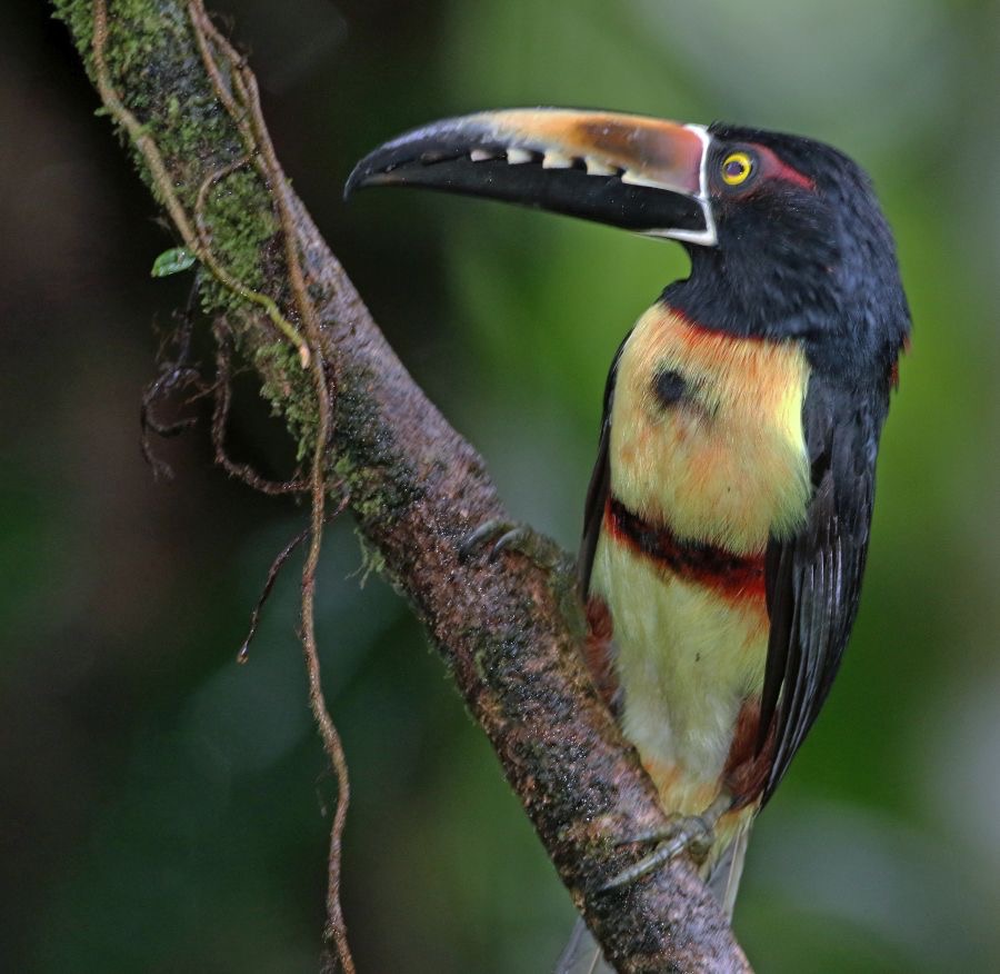 8.  ARACARI.  COLLARED.  COSTA RICA.jpg
