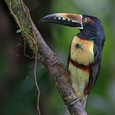 8.  ARACARI.  COLLARED.  COSTA RICA.jpg
