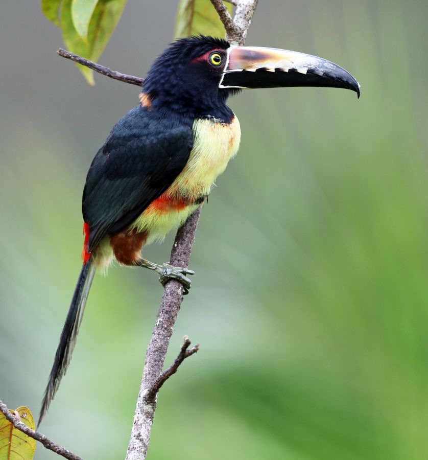 9.  ARACARI.  COLLARED.  COSTA RICA.jpg