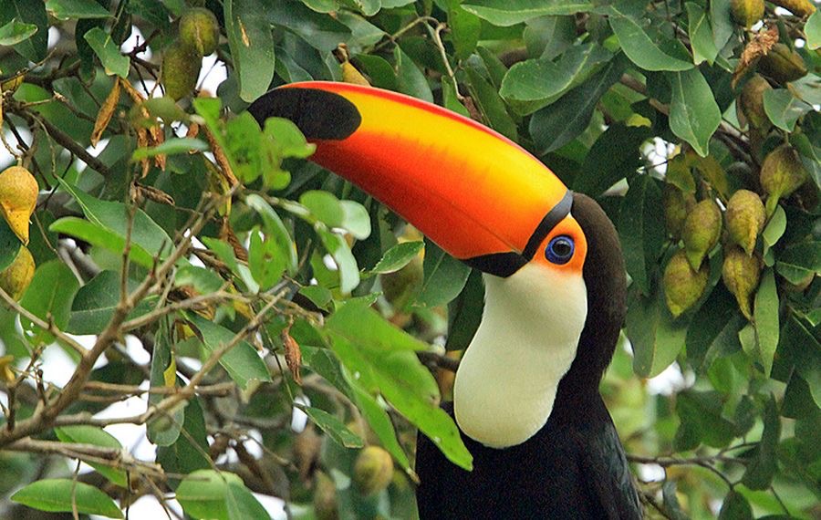 10.  TOUCAN        TOCO  feeding BRAZIL.  S. AM..jpg