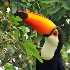 10.  TOUCAN        TOCO  feeding BRAZIL.  S. AM..jpg