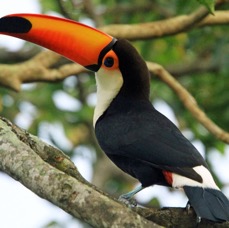 11.  TOUCAN   TOCO           BRAZIL  S. AM..jpg