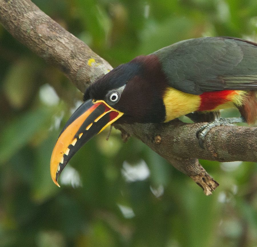 12.  ARACARI,  CHESTNUT  EARED        BRAZIL.  S.AM..jpg