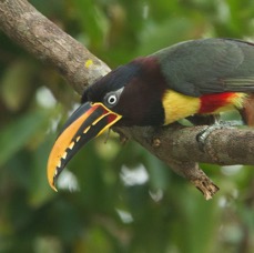 12.  ARACARI,  CHESTNUT  EARED        BRAZIL.  S.AM..jpg