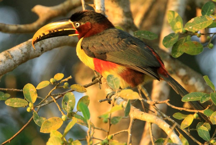 14.  ARACARI.  CHESTNUT  EARED         BRAZIL  S.AM..JPG