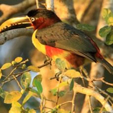 14.  ARACARI.  CHESTNUT  EARED         BRAZIL  S.AM..JPG