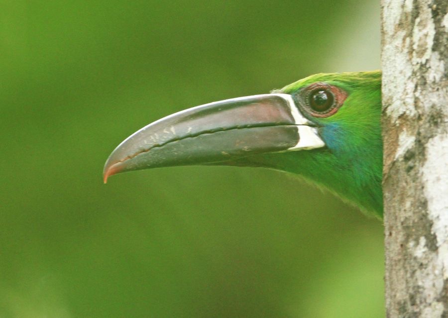 15.  TOUCANET CRIMSON RUMPED   ECUADOR S.AM.JPG