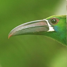 15.  TOUCANET CRIMSON RUMPED   ECUADOR S.AM.JPG