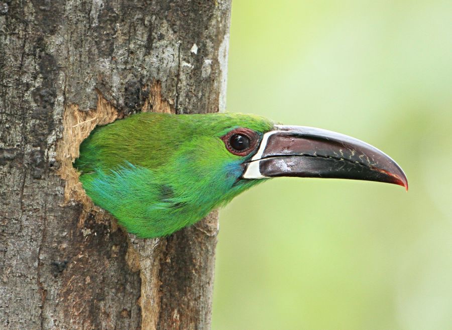 16.  TOUCANET  CRIMSON RUMPED   ECUADOR  S.AM.jpg