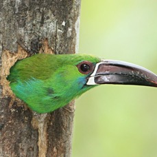16.  TOUCANET  CRIMSON RUMPED   ECUADOR  S.AM.jpg