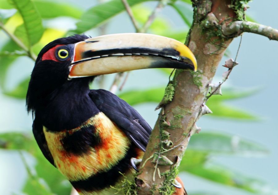 17.  ARACARI PALE MANDIBLED  ECUADOR S.AM..jpg