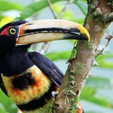 17.  ARACARI PALE MANDIBLED  ECUADOR S.AM..jpg