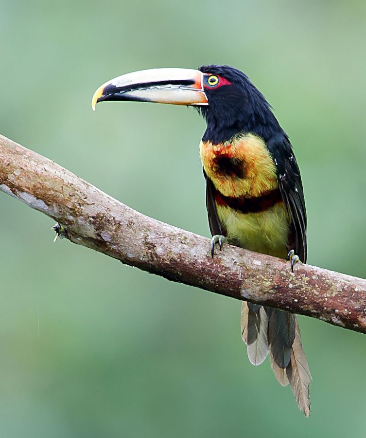 18.   ARACARI PALE  MANDIBLED  ECUADOR S.AM.jpg