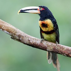 18.   ARACARI PALE  MANDIBLED  ECUADOR S.AM.jpg