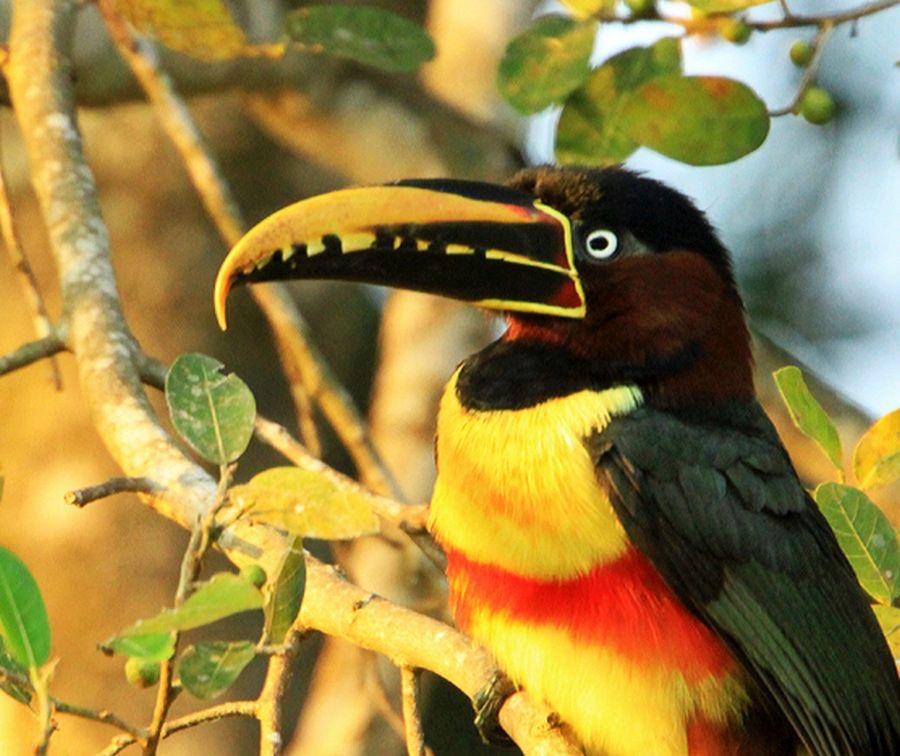13.  ARACARI  CHESTNUT EARED feeding       BRAZIL S.AM..jpg
